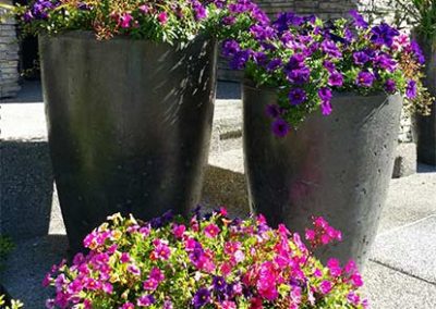 Beautiful Flowers in Cement Planters