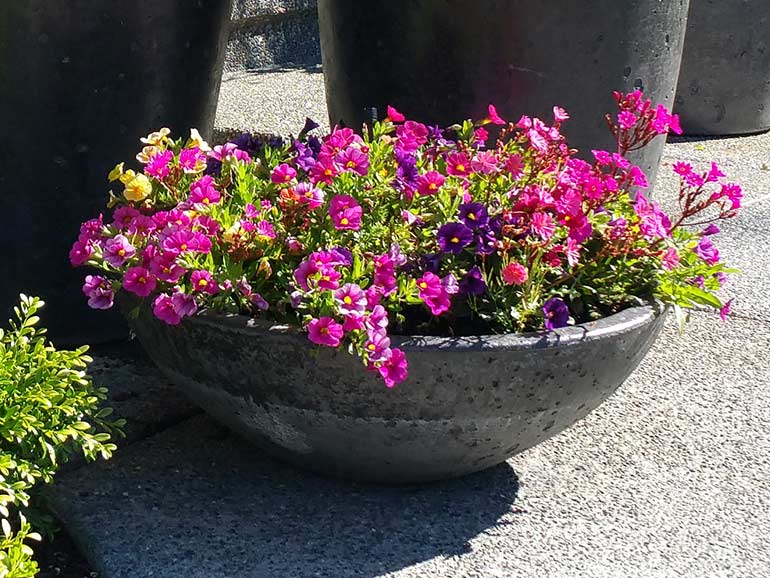 Xinh Concrete Planter Bowls - Large Cement Bowl for Plants